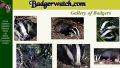 Badger Watch Website