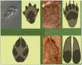 BBC Field Guide to Animal Tracks