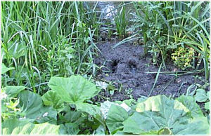 An Otter Footprint