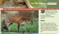 The Fox Website