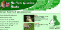 Garden Birds Woodpecker page