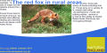 Nature England Fox PDF